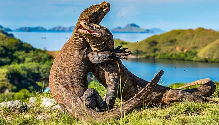 Pulau Komodo Menjadi Objek Wisata Berkelas Dunia