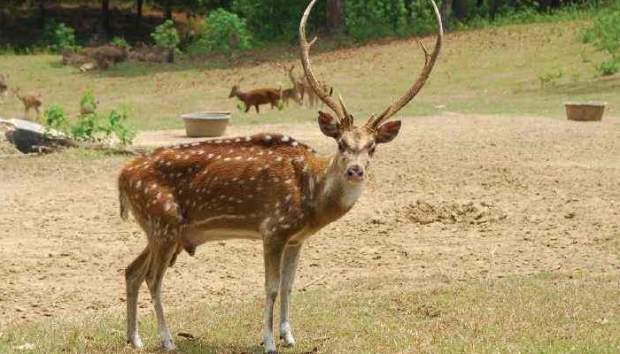 Hewan Rusa Memiliki Ciri Khas Yang Paling Menonjol, Ketahui Yuk!