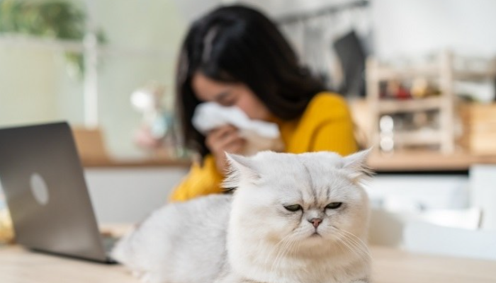 Bulu Hewan Kucing Menyebabkan Mandul, Mitos Atau Fakta?