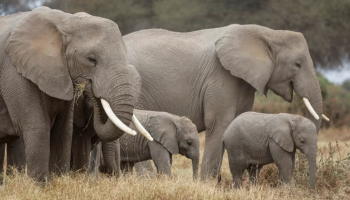 Hewan Gajah Dapat Membunuh Hewan Singa, Fakta Atau Mitos?