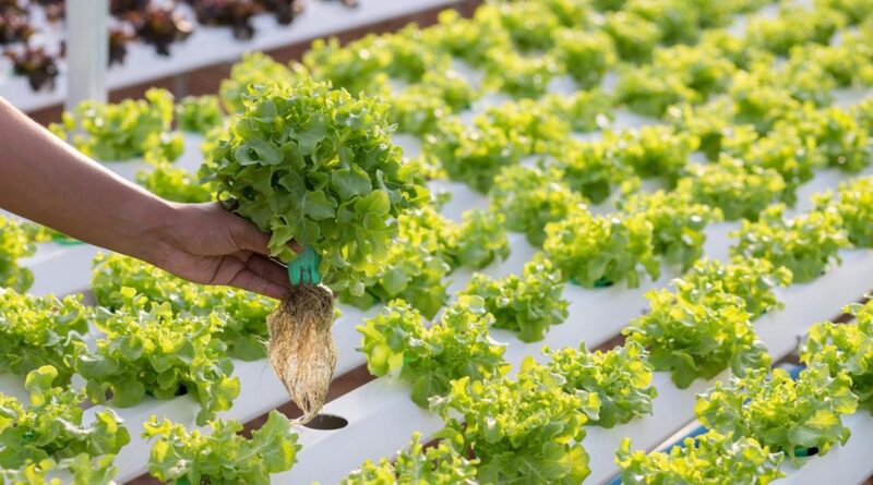 Metode Penanaman Sayur Pada Hidroponik