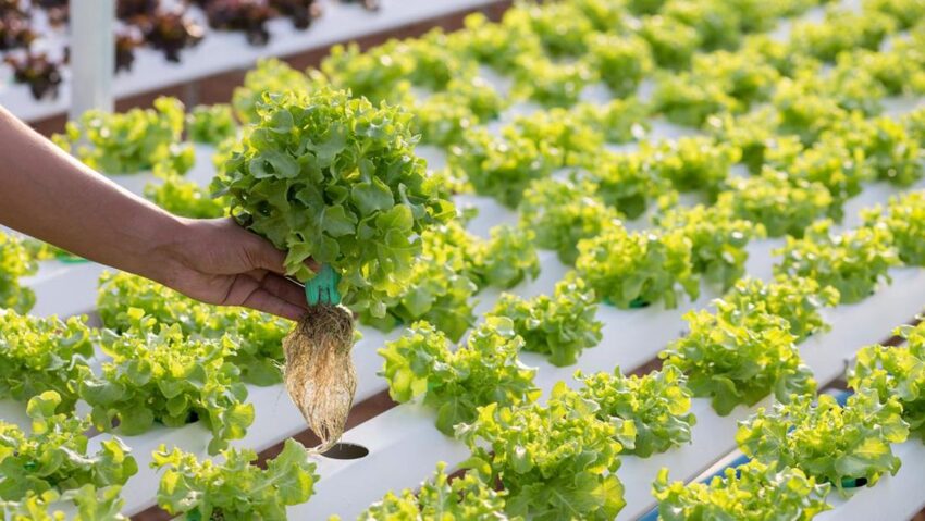 Metode Penanaman Sayur Pada Hidroponik