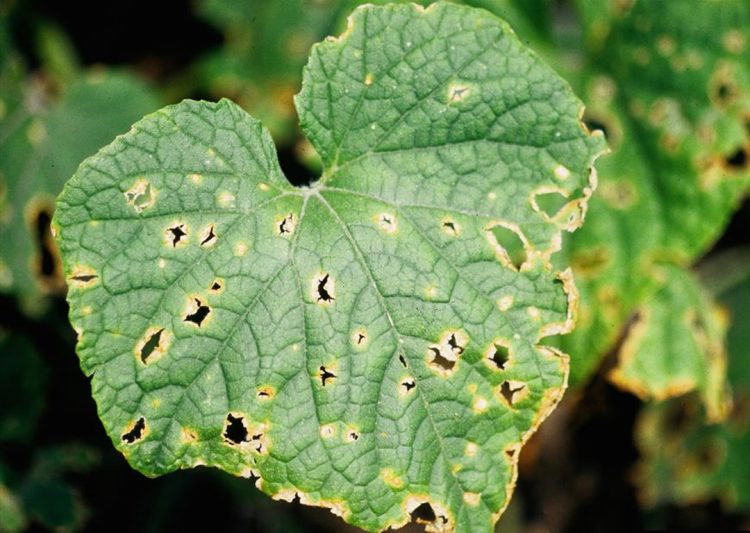 Penyakit Kerumut Bisa Terjadi Pada Tanaman