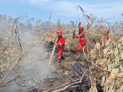 Laporan Terkini BNPB: Kebakaran Hutan Dan Banjir Rob