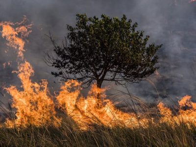 Kemenangan Sains: Dua Ilmuwan Kebakaran Hutan