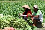 Petani Sayur Di Jawa Dan Sumatra Hadapi Tantangan Pasokan