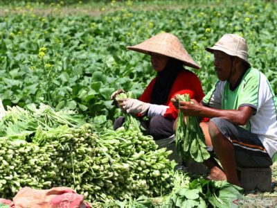 Petani Sayur Di Jawa Dan Sumatra Hadapi Tantangan Pasokan
