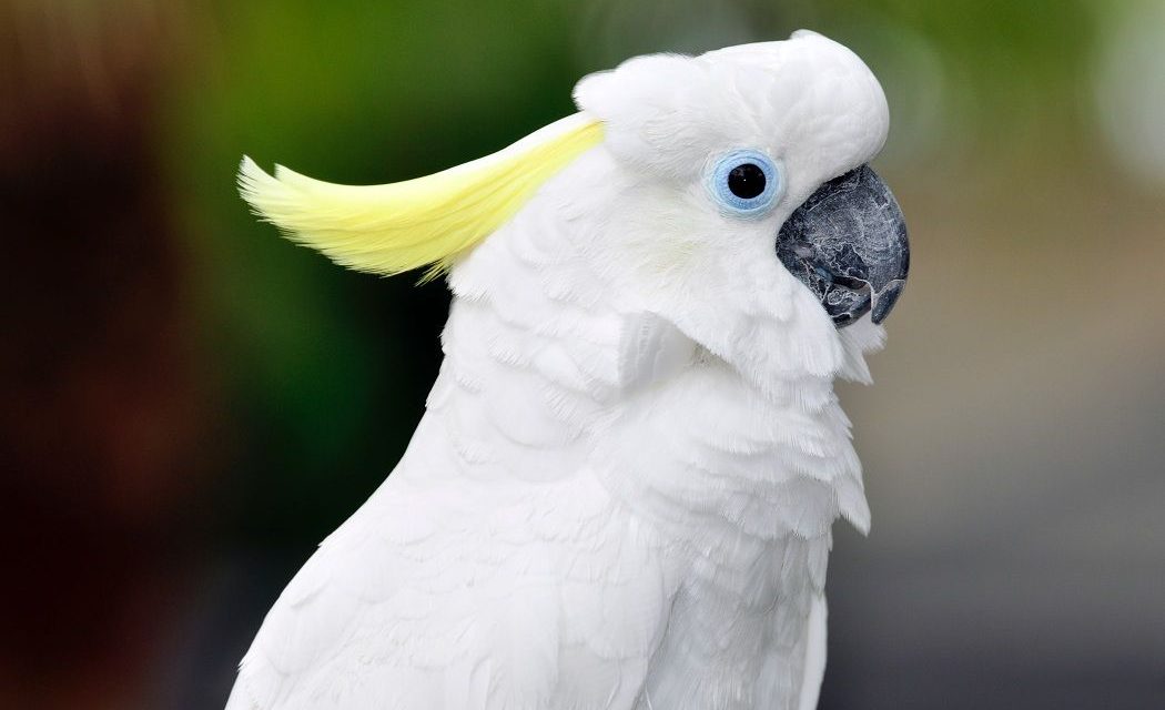 Burung Kaka Tua Hewan Paling Langka Dan Unik Di Dunia