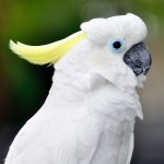 Burung Kaka Tua Hewan Paling Langka Dan Unik Di Dunia