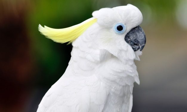 Burung Kaka Tua Hewan Paling Langka Dan Unik Di Dunia