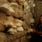 Budidaya Jamur Tiram, Peluang Agribisnis Ramah Lingkungan