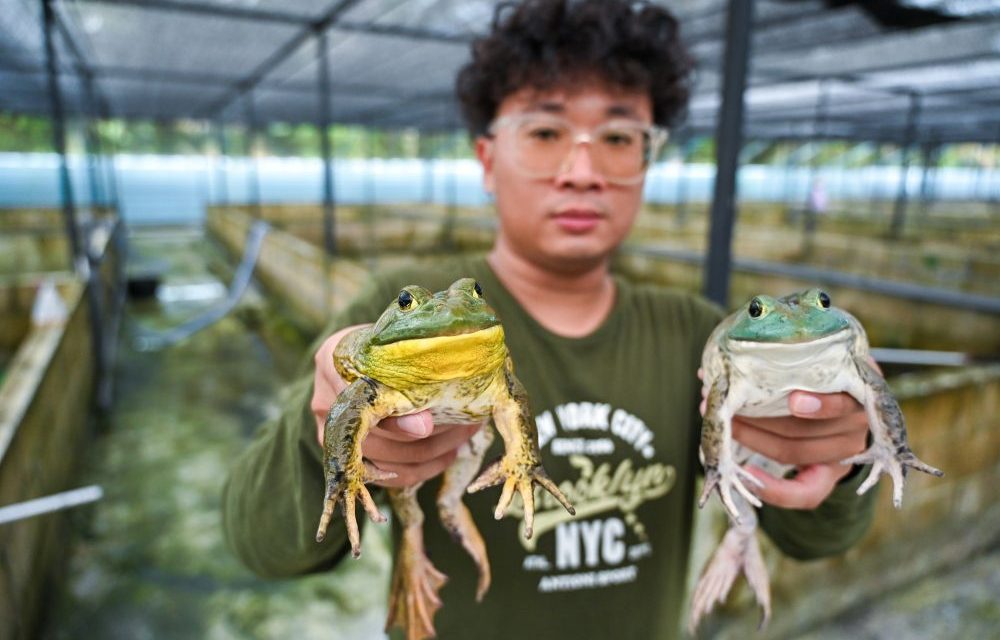 Budidaya Bullfrog, Bisa Cuan Jutaan Rupiah? Mari Kita Bahas