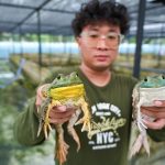 Budidaya Bullfrog, Bisa Cuan Jutaan Rupiah? Mari Kita Bahas