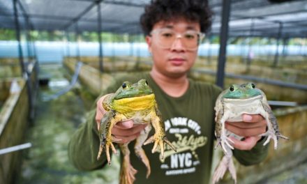 Budidaya Bullfrog, Bisa Cuan Jutaan Rupiah? Mari Kita Bahas