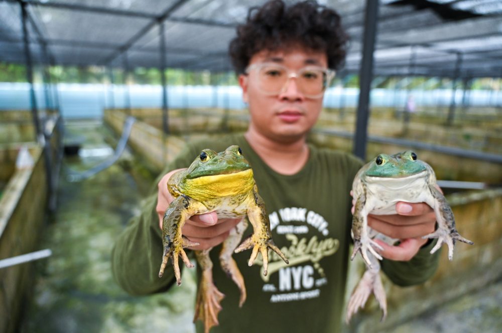 Budidaya Bullfrog