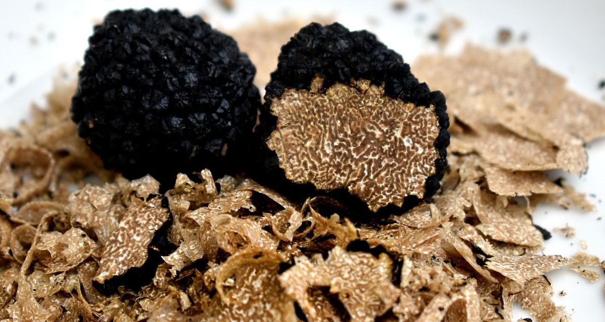 Jamur Truffle Yang Mahal Karena Sulit Di Temukan