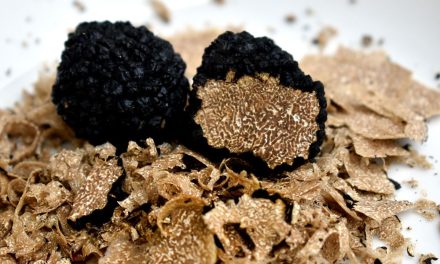Jamur Truffle Yang Mahal Karena Sulit Di Temukan