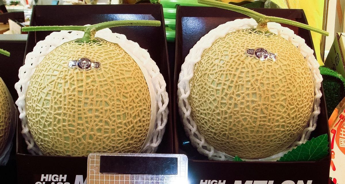 Melon Premium Jepang Di jual Rp450.000, Ludes dalam 12 Jam