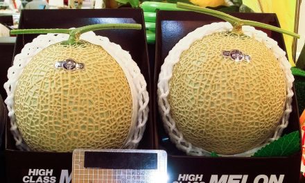 Melon Premium Jepang Di jual Rp450.000, Ludes dalam 12 Jam