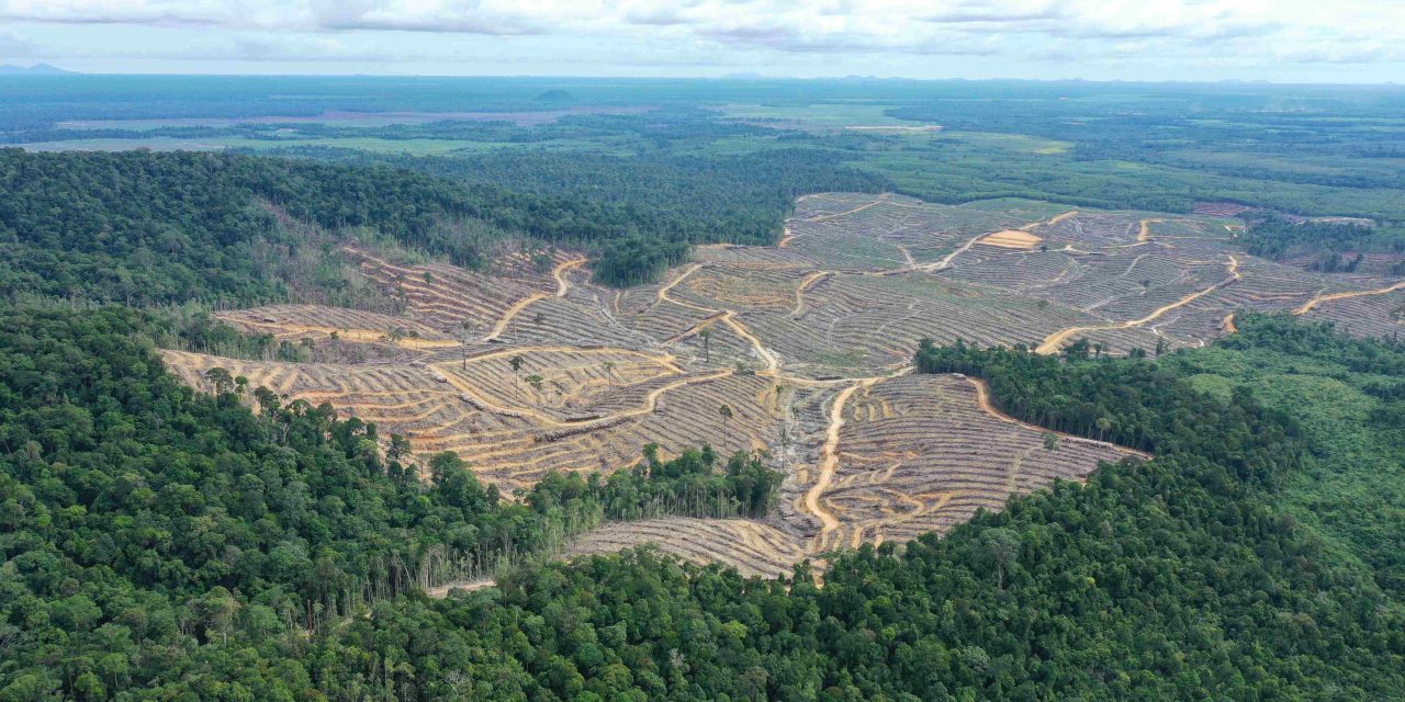 Deforestasi Untuk Pangan Picu Kekhawatiran Dunia