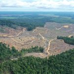Deforestasi Untuk Pangan Picu Kekhawatiran Dunia