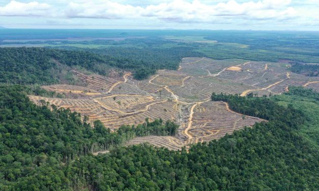 Deforestasi Untuk Pangan Picu Kekhawatiran Dunia