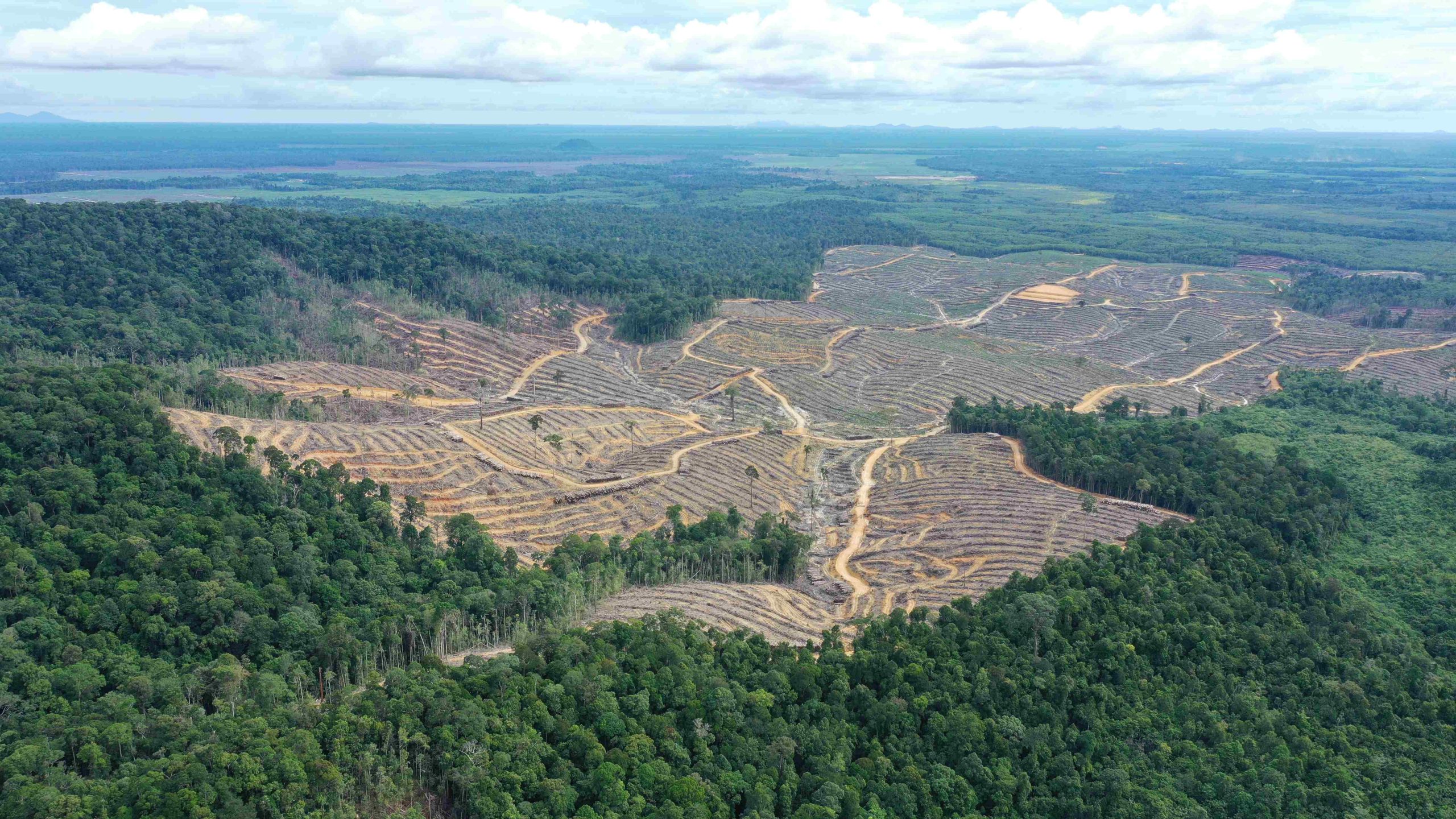 Deforestasi