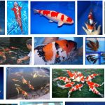 Bisnis Koi Blitar, Potensi Usaha Ikan Hias yang Terus Berkembang