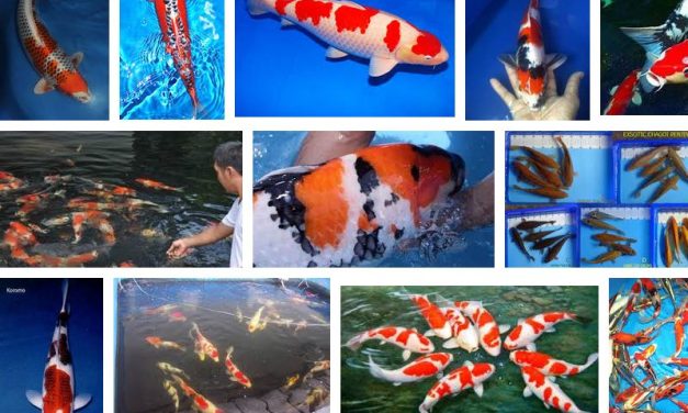 Bisnis Koi Blitar, Potensi Usaha Ikan Hias yang Terus Berkembang