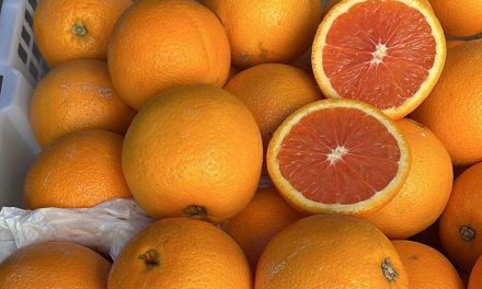 Jeruk Sunkist Buah Populer Di Dunia Yang Kaya Nutrisi