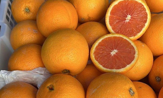 Jeruk Sunkist Buah Populer Di Dunia Yang Kaya Nutrisi