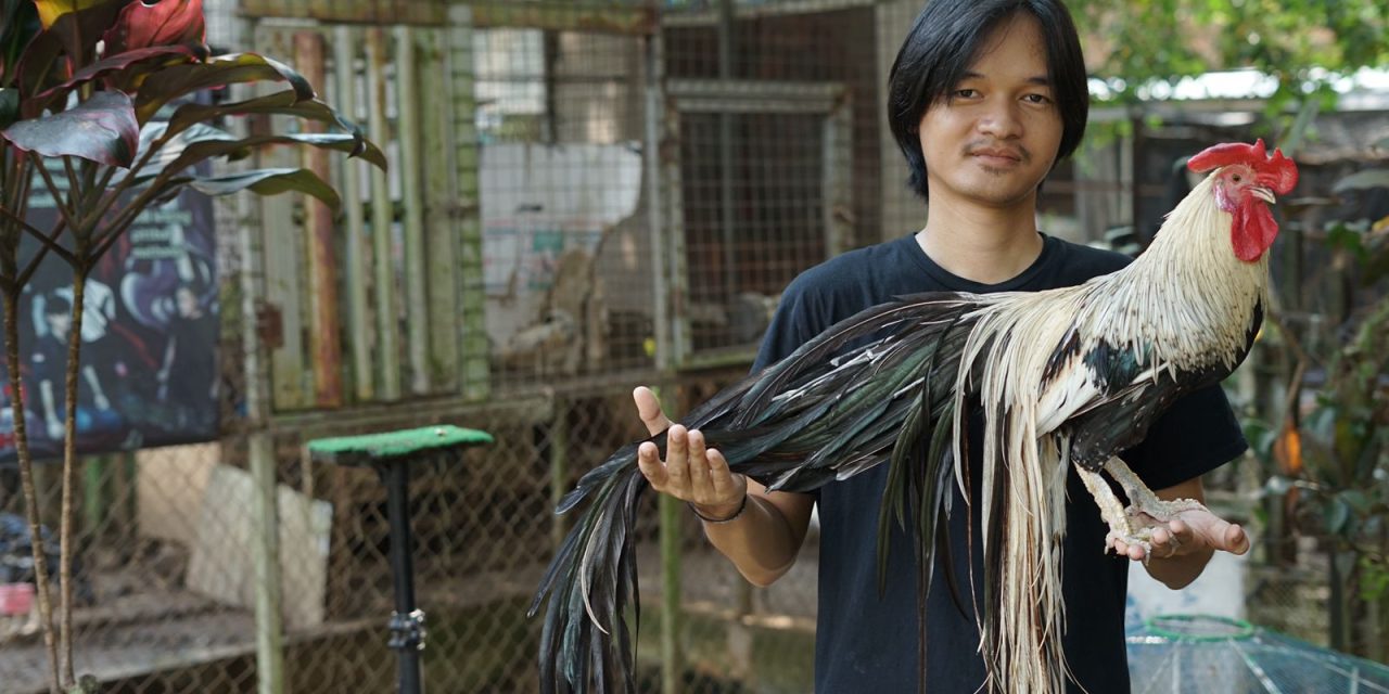 Onagadori Ras Ayam Hias Dengan Ekornya Yang Panjang