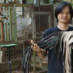 Onagadori Ras Ayam Hias Dengan Ekornya Yang Panjang