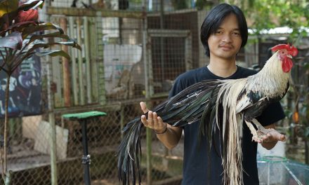 Onagadori Ras Ayam Hias Dengan Ekornya Yang Panjang