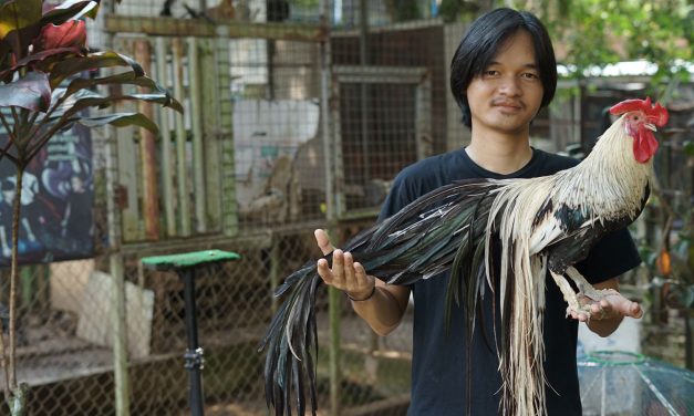 Onagadori Ras Ayam Hias Dengan Ekornya Yang Panjang